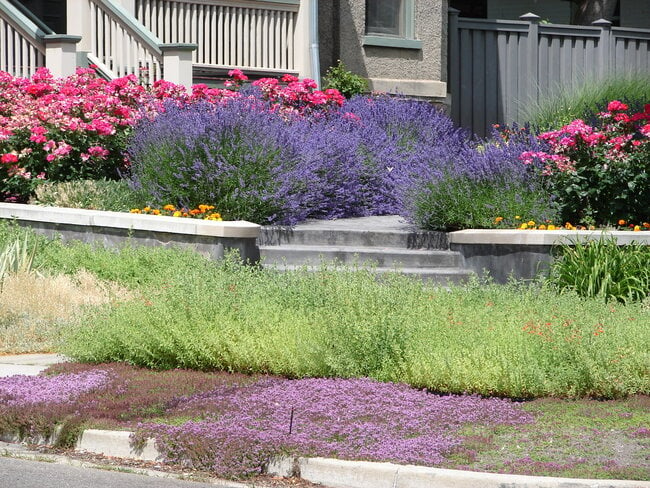 Tapestry lawn with creeping thyme.