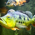 Weird fish with odd shape and rainbow coloring.