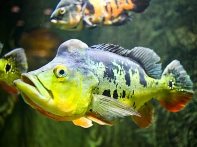 13 Popular Weird Fish And How To Catch Them featured image