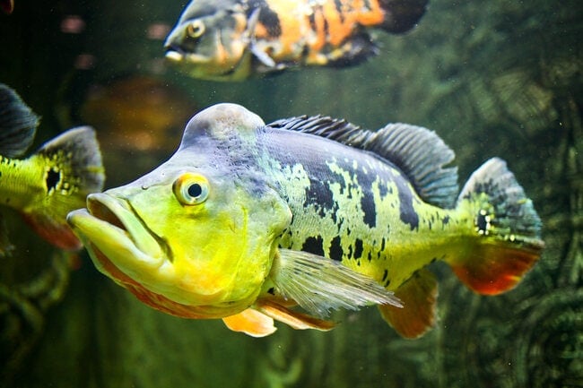 Discovered in the deep: the rainbow fish that's born female and becomes  male, Fish