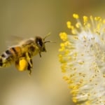 honey bee collecting nectar.