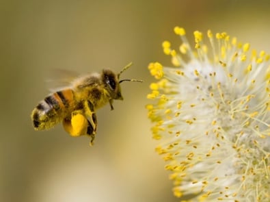 Honey Bees Need Your Help! featured image