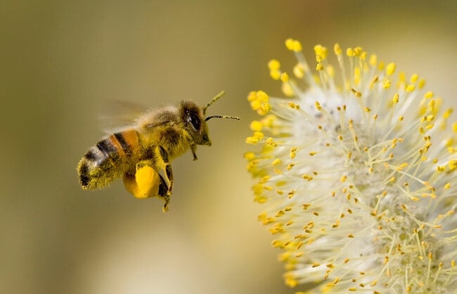 honey bee collecting nectar.