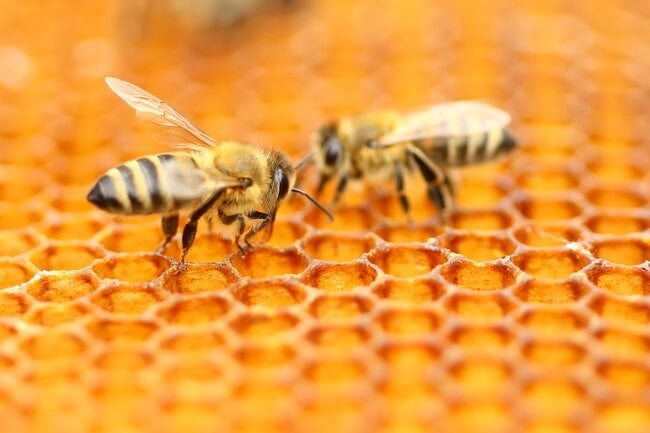 Honey bees on honeycomb.