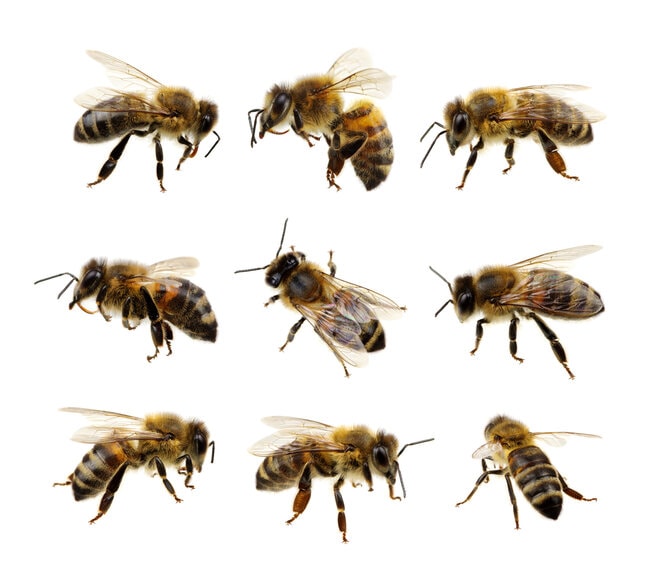 A honeybee shown from multiple angles. 