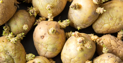 When Good Food Looks Bad—But It's Not! - Farmers' Almanac