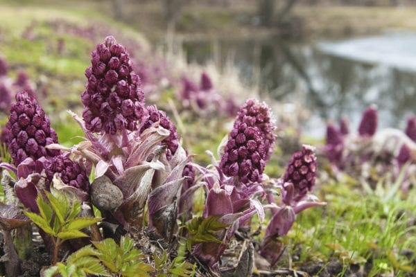 Butterbur: Mother Nature’s Allergy Cure featured image