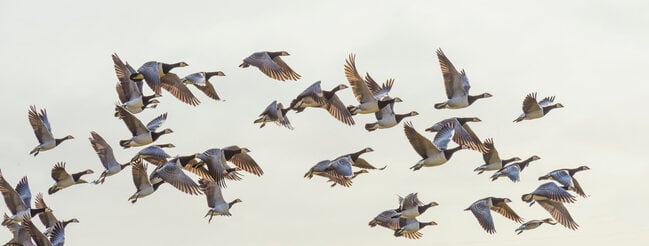 Geese symbolizing alternative name for full moon February.