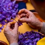 How to harvest saffron spice successfully.