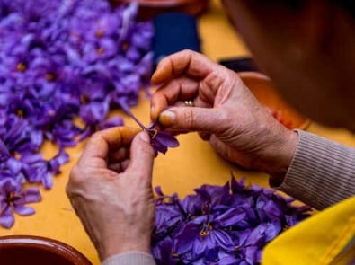 How To Harvest Saffron Spice Successfully featured image