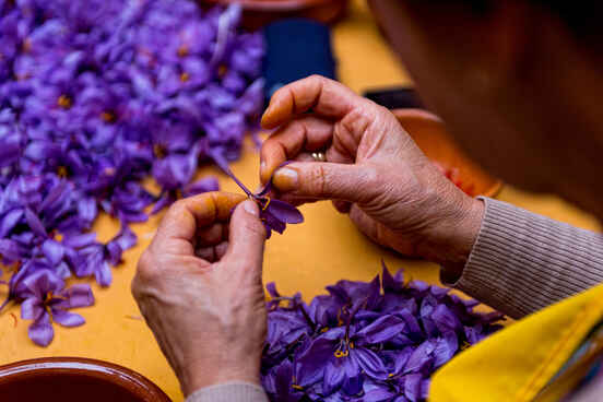 How to harvest saffron spice successfully.