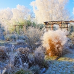 Benefits of snow in your garden explained.