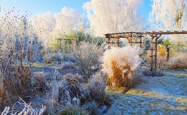 Benefits of snow in your garden explained.