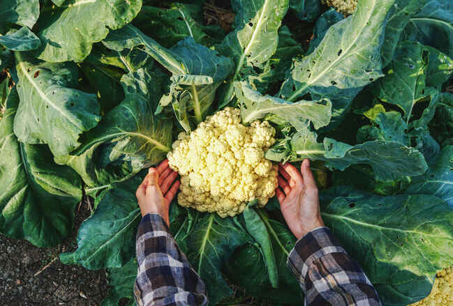 Cauliflower head being harvested.