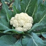 How to grow cauliflower plants.