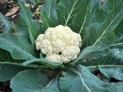 How To Grow Cauliflower Successfully featured image