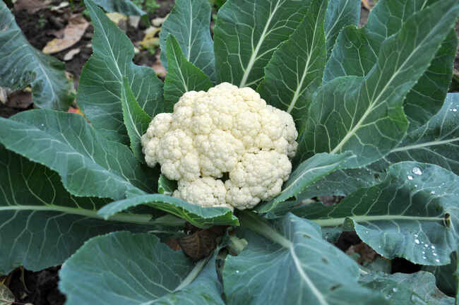 How to grow cauliflower plants.