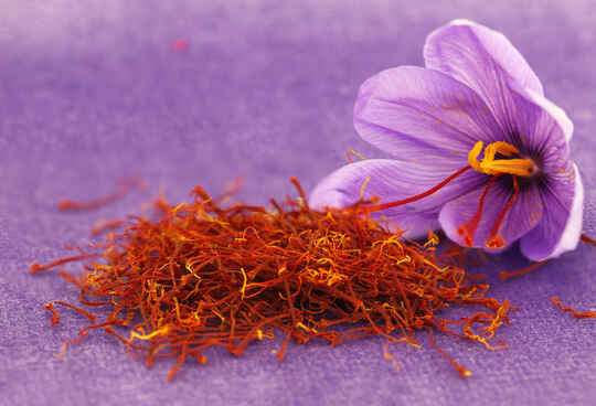 Saffron flower and saffron spice.