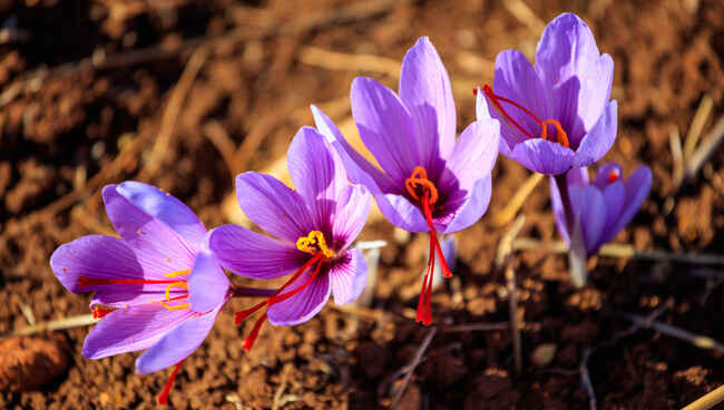 Saffron threads coming out of saffron flowers.