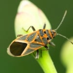 Box elder bug on a leaf.