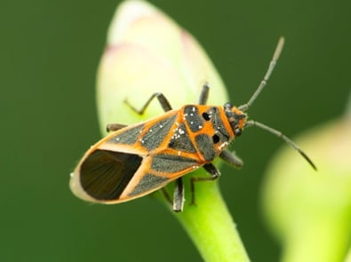 Box Elder Bugs — Everything You Need To Know featured image