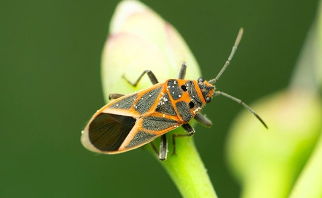 Box elder bug on a leaf.