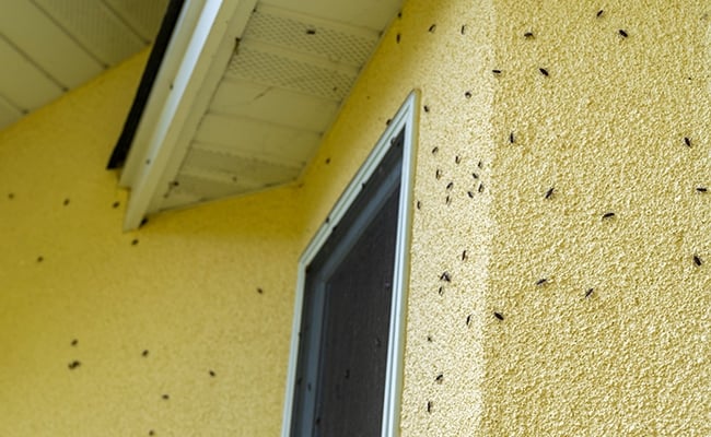 Box elder bugs on a home.