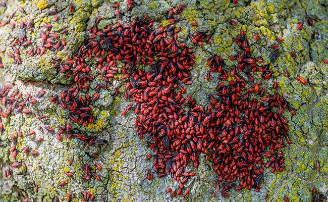 Box elder bugs on a box elder tree.