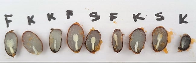 Persimmon seeds showing persimmon forecast 2023-2024.