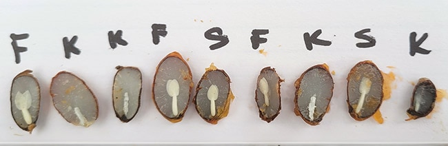 Persimmon seeds showing persimmon forecast 2023-2024.