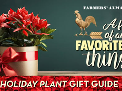 Holiday Plant Gift Guide featured image