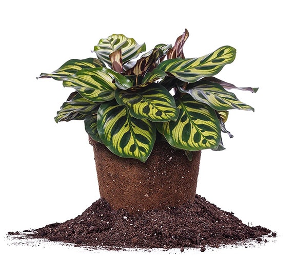 Peacock Calathea plant