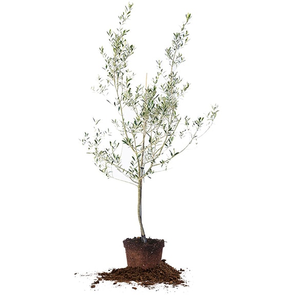 Grow your own olive tree in the USA with this Arbequina Olive tree!