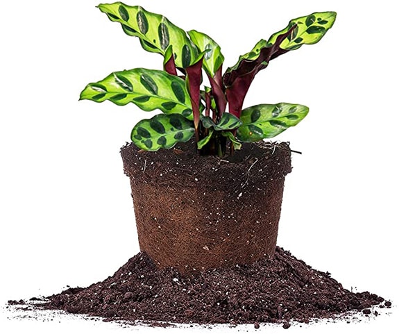 Calathea Rattlesnake Plant is an easy indoor houseplant  keeper