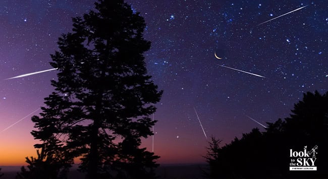 Purple night sky with shooting stars and a pine tree.