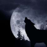A wolf howling to represent Full Wolf Moon Horoscopes.