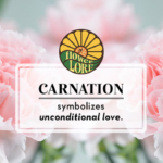 The January birth month flower carnation.