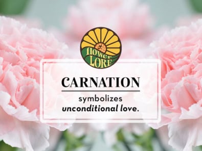 Carnation The January Birth Flower featured image