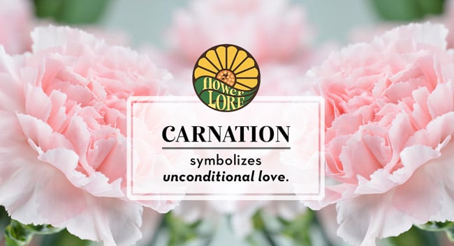 The January birth month flower carnation.