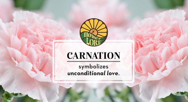 Carnation The January Birth Flower