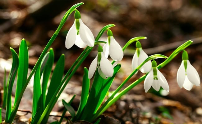 January birth month alternative flower, the snowdrop.