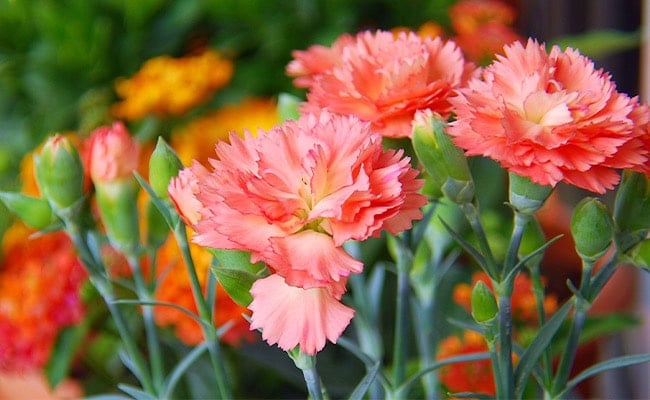 A close-up of pink carnation flowers. 