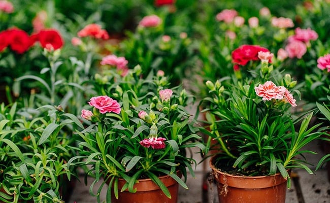 Two carnation plants in pots and more in the distance.