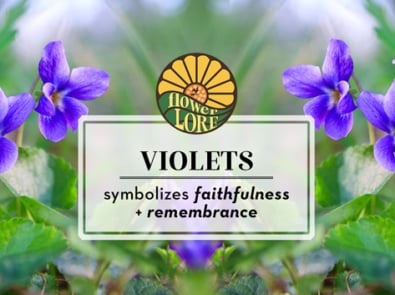 Violet The February Birth Flower featured image