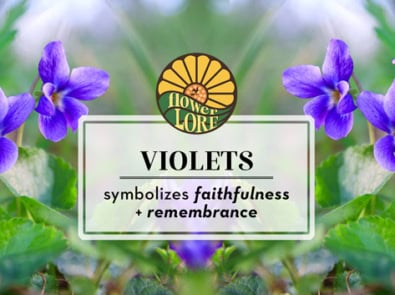 Violet The February Birth Flower featured image