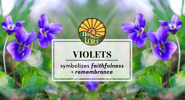 February birth flower, violet, symbolizes faithfulness and remembrance.