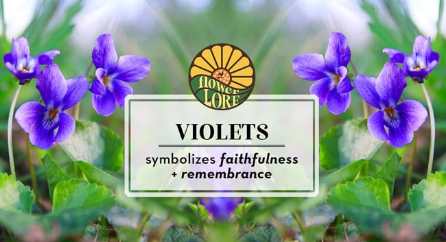 February birth flower, violet, symbolizes faithfulness and remembrance.