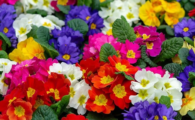 February birth month flower alternative, primrose.