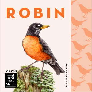 March symbols represented by bird of the month, robin.