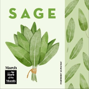 March symbols represented by herb of the month, sage.